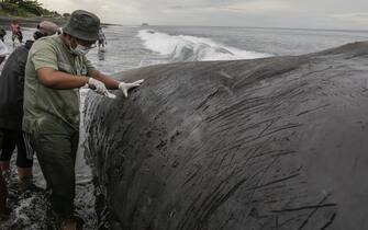 BALI, INDONESIA - APRIL 05: A veterinarian tries to examine the carcass of stranded sperm whale in Yeh Malet Beach, Karangasem, Bali, Indonesia on April 05, 2023. The 18,2 meter long young sperm whale beached on shallow water in Bali after has been pushed back to the sea this morning by locals and officers. The carcass still remain on the beach while waiting to be buried on the shore. (Photo by Johannes P. Christo/Anadolu Agency via Getty Images)
