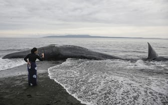 BALI, INDONESIA - APRIL 05: A woman takes photo of the carcass of stranded sperm whale in Yeh Malet Beach, Karangasem, Bali, Indonesia on April 05, 2023. The 18,2 meter long young sperm whale beached on shallow water in Bali after has been pushed back to the sea this morning by locals and officers.  The carcass still remain on the beach while waiting to be buried on the shore.  (Photo by Johannes P. Christo/Anadolu Agency via Getty Images)