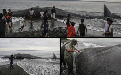 Bali, trovati due capodogli e una balena spiaggiati in pochi giorni