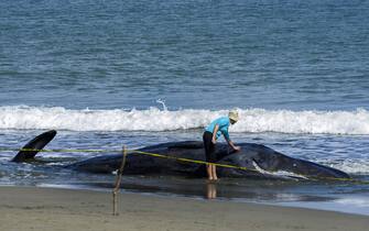 An environmental activist examines a dead sperm whale on a beach in Aceh Besar on November 14, 2017. - Four sperm whales beached in West Indonesia have died, an official said on November 14, after animal rescuers had tried to evacuate a group of stranded sperm whales.  (Photo by CHAIDEER MAHYUDDIN/AFP) (Photo by CHAIDEER MAHYUDDIN/AFP via Getty Images)