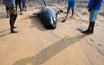 People look at a dead pilot whale on a beach in Panadura on November 3, 2020. - Rescuers and volunteers were racing since November 2 to save about 100 pilot whales stranded on Sri Lanka's western coast in the island nation's biggest-ever mass beaching.  (Photo by Lakruwan WANNIARACHCHI/AFP) (Photo by LAKRUWAN WANNIARACHCHI/AFP via Getty Images)