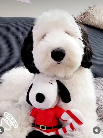Snoopy really exists: the “lookalike” dog that looks like Charlie Brown’s friend