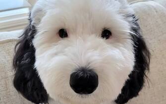 Snoopy impersonator