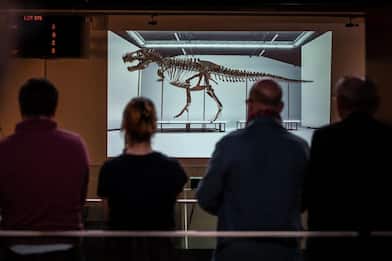 Svizzera, prima volta all'asta scheletro di Tyrannosaurus rex