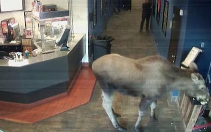 Alaska, alce entra in un cinema e mangia popcorn. VIDEO