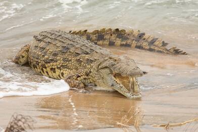 Australia, corpo pescatore ritrovato nello stomaco di un coccodrillo