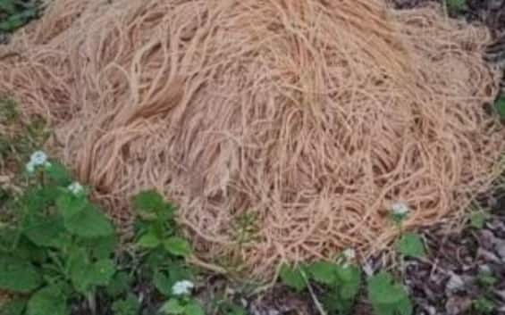 Usa, cooked pasta abandoned in the woods: Old Bridge noodles mystery solved
