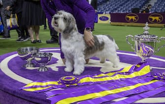 Most beautiful dogs in the world on display at the Westminster Kennel Club Dog Show