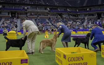 epa10618472 Dogs from the Sporting Group are presented during the 147th annual Westminster Kennel Club Dog Show being held at the USTA Billie Jean King National Tennis Center in Flushing Meadows, in the Queens borough of New York, New York, USA, 09 May 2023. EPA /SARAH YENESEL