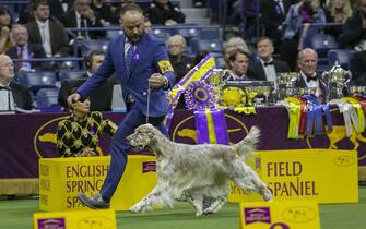 epa10618471 English Setter Cider from the Sporting Group is presented during the 147th annual Westminster Kennel Club Dog Show being held at the USTA Billie Jean King National Tennis Center in Flushing Meadows, in the Queens borough of New York, New York, USA, 09 May 2023 Cider won best of the Sporting Group.  EPA/SARAH YENESEL