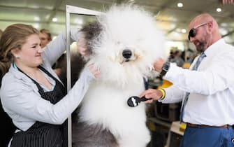 epa10615929 An Old English Sheepdog named Sven is groomed by Taylor Johnson (L) and her dad Colton Johnson (R) of Colorado during the 147th annual Westminster Kennel Club Dog Show being held at the USTA Billie Jean King National Tennis Center in Flushing Meadows in the Queens borough of New York, New York, USA, May 08, 2023. EPA/JUSTIN LANE
