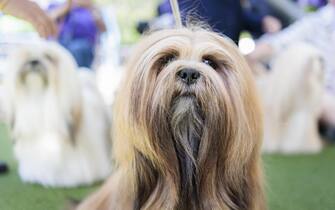 epa10615547 A Lhasa Apso named â€˜Maxineâ€™ prepares to enter the judging ring during the 147th annual Westminster Kennel Club Dog Show being held at the USTA Billie Jean King National Tennis Center in Flushing Meadows in the Queens borough of New York, New York , USA, May 08, 2023. EPA/JUSTIN LANE