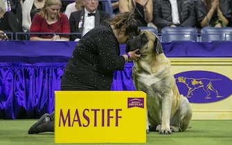 epa10618512 Legend the Mastiff from the Working Group shares a moment with its handler during the 147th annual Westminster Kennel Club Dog Show being held at the USTA Billie Jean King National Tennis Center in Flushing Meadows, in the Queens borough of New York, New York, USA , 09 May 2023. Cider won best of the Sporting Group.  EPA/SARAH YENESEL 14100