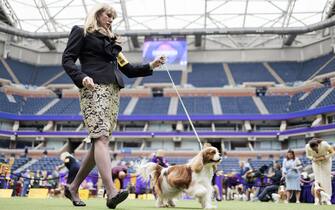 epa10615548 A Cavalier King Charles Spaniel is led by a handler during breed judging the 147th annual Westminster Kennel Club Dog Show being held at the USTA Billie Jean King National Tennis Center in Flushing Meadows in the Queens borough of New York, New York, USA, 08 May 2023. EPA/JUSTIN LANE