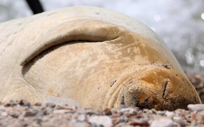 Giulia, la foca monaca che diverte i bagnanti in Israele. FOTO