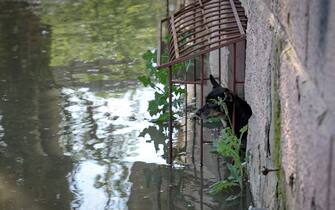 A dog sits in the window of a building in flooded street in the town of Kherson, following flooding caused by damage sustained at the Kakhovka HPP dam, on June 6, 2023. The partial destruction on June 6, of the major Russian-held dam in southern Ukraine unleashed a torrent of water that flooded two dozen villages forcing mass evacuations, sparking fears of a humanitarian disaster near the war's front line. Moscow and Kyiv traded blame for ripping a gaping hole in the Kakhovka dam as expectations built over the start of Ukraine's long-awaited offensive. (Photo by STRINGER / AFP)