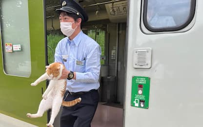 Giappone, treno in ritardo di 30 secondi per un gatto a bordo
