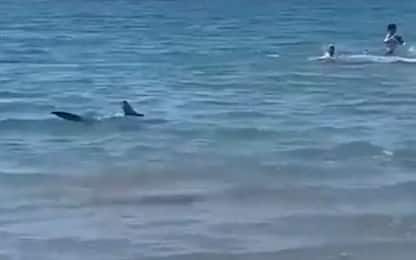 Spagna, squalo in acqua vicino alla riva: bagnanti in fuga. VIDEO