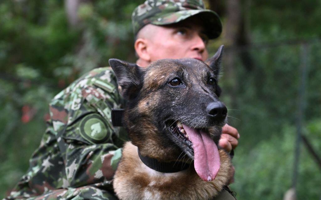 A Colombian soldier trains a dog in tracking and trailing, at the Canine Training and Retraining Section (SERCA) in the military canton of the School of Logistics in Bogota, Colombia on June 14, 2023. More than 2,500 canine pairs (soldier and dog) are trained in the different specialities required for military operations where their main function is to save human lives. Five-year old Belgian shepherd "Wilson" -that took part in the rescue of the four indigenous children- entered  SERCA with five months of age, and after a 14-month training it was transferred to the Joint Command of Special Operations of the Military Forces. (Photo by Raul ARBOLEDA / AFP) (Photo by RAUL ARBOLEDA/AFP via Getty Images)