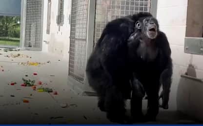 Usa, scimpanzé rivede il cielo dopo 28 anni in gabbia. VIDEO