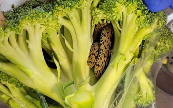 UK, man finds live snake in supermarket broccoli