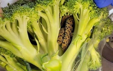Uk, serpente nei broccoli