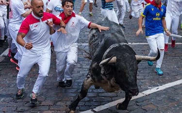 Participants run ahead of bulls during the "encierro" (bull-run) of the San Fermin festival in Pamplona, northern Spain, on July 9, 2023. Thousands of people every year attend the week-long festival and its famous 'encierros': six bulls are released at 8:00 a.m. evey day to run from their corral to the bullring through the narrow streets of the old town over an 850 meters (yard) course while runners ahead of them try to stay close to the bulls without falling over or being gored. (Photo by CESAR MANSO / AFP) (Photo by CESAR MANSO/AFP via Getty Images)
