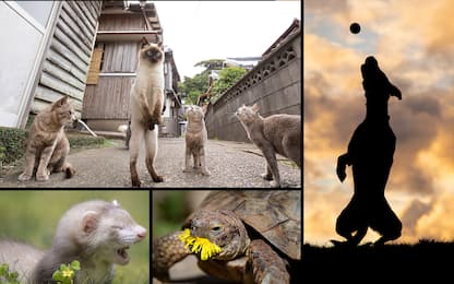 Animali divertenti: ecco le foto finaliste del Comedy Pet