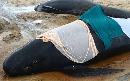 Scozia, oltre 50 balene morte spiaggiate sull'Isola di Lewis