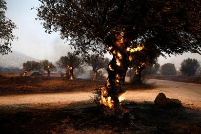 Incendio nei boschi vicino ad Atene, evacuate le zone balneari. FOTO