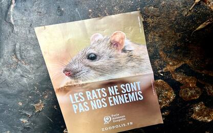 Parigi cambia strategia sui ratti: conviverci invece di sterminarli