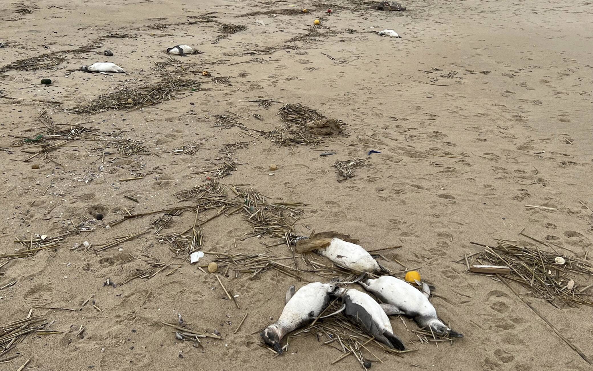 I pinguini morti sulla spiaggia di La Paloma