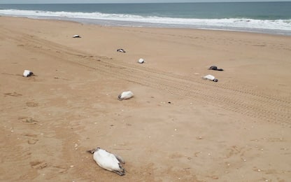 Uruguay, 5mila pinguini trovati morti sulla spiaggia a La Paloma