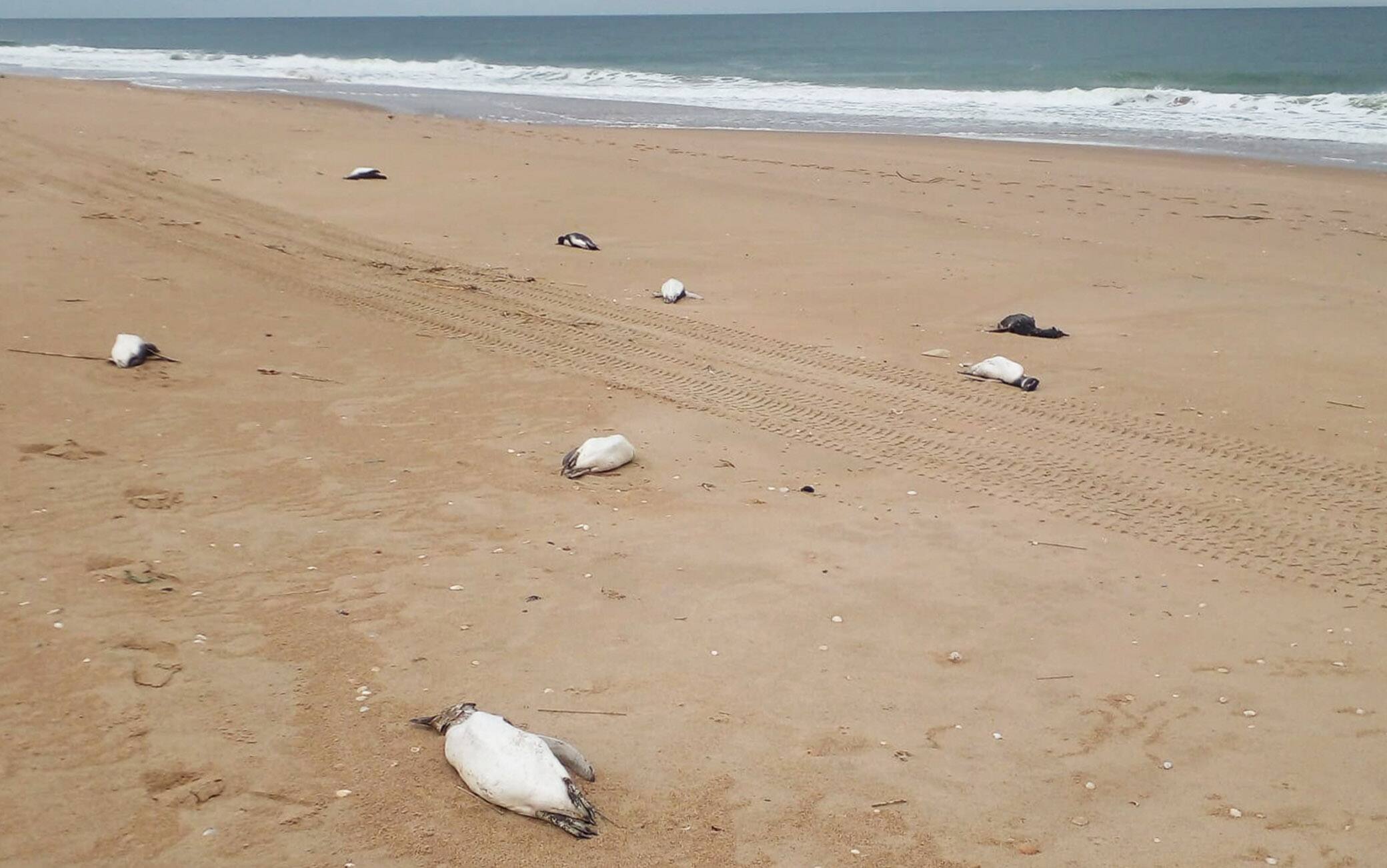 I pinguini morti sulla spiaggia di La Paloma