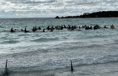 Australia: morte 50 balene spiaggiate, soccorse altre 45 superstiti