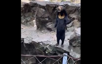Cina, zoo nega di usare figurante in costume al posto di orso solare