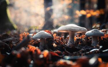 Australia, 3 morti dopo un pranzo in famiglia con funghi velenosi