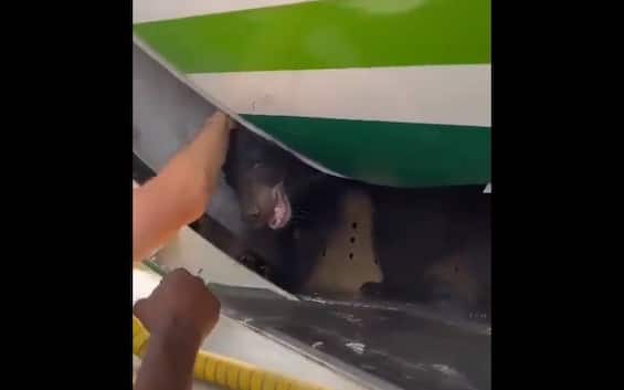 Bear escapes the cage on an Iraqi Airways flight to Dubai
