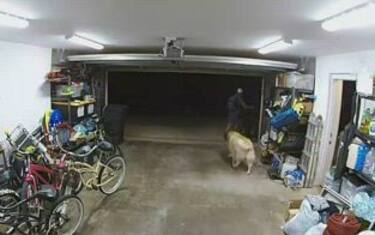 San Diego, cane da guardia fa amicizia con il ladro