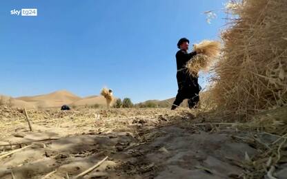 Afghanistan, la siccità mette a dura prova gli agricoltori