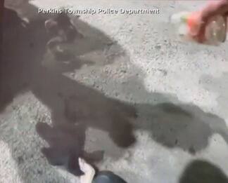 USA, polizia salva un procione con la testa incastrata in un barattolo