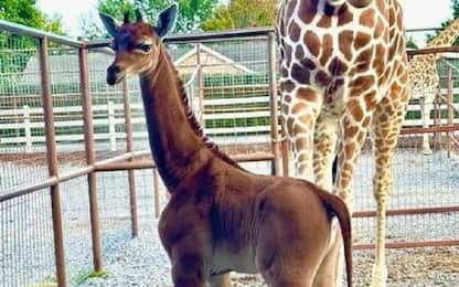 Nata una giraffa senza macchie in uno zoo del Tennessee. VIDEO