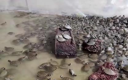 Colombia, 1.200 piccole tartarughe liberate nel fiume Meta