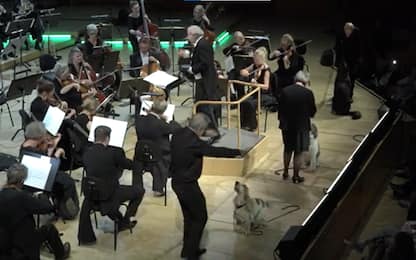 Danimarca, ci sono anche tre cani nell'Orchestra che suona Mozart