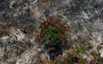 TOPSHOT - Burnt trees are seen after illegal fires were lit by farmers in Manaquiri, Amazonas state, on September 6, 2023. From September 2, 2023 to September 6, 2023, 2,500 forest fires in Amazon state alone were recorded by INPE, Brazil's National Institute for Space Research.  (Photo by MICHAEL DANTAS / AFP) (Photo by MICHAEL DANTAS/AFP via Getty Images)