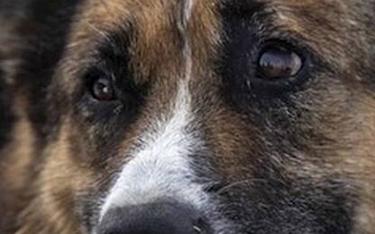 Morto cane Mukhtar, era conosciuto come l'Hachiko della Crimea