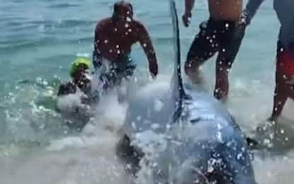 Bagnanti aiutano uno squalo spiaggiato a tornare in mare: VIDEO