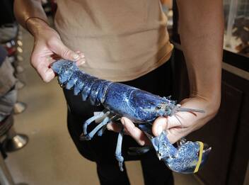 Francia, pescata rara aragosta blu: liberata in un luogo sicuro