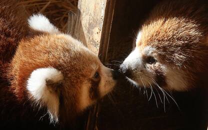 Atene, cucciolo di panda rosso nato allo zoo. Foto