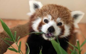 Athens, red panda cub born at the zoo.  Photo